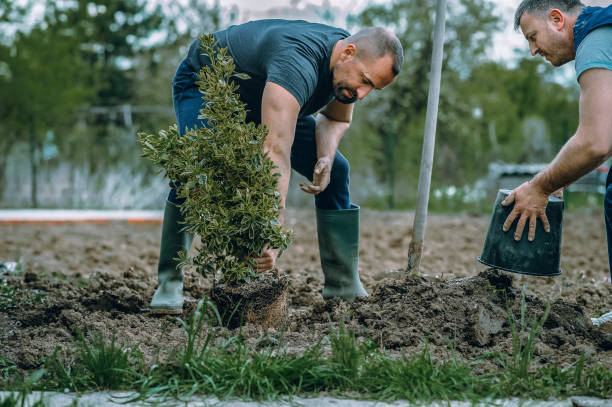 Reliable Gary, IN Tree Services Solutions